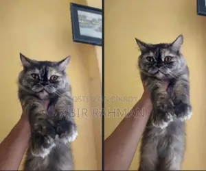 1+ year Female Purebred Persian