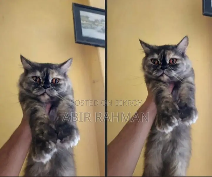 1+ year Female Purebred Persian