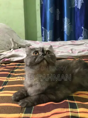 1+ year Female Purebred Persian