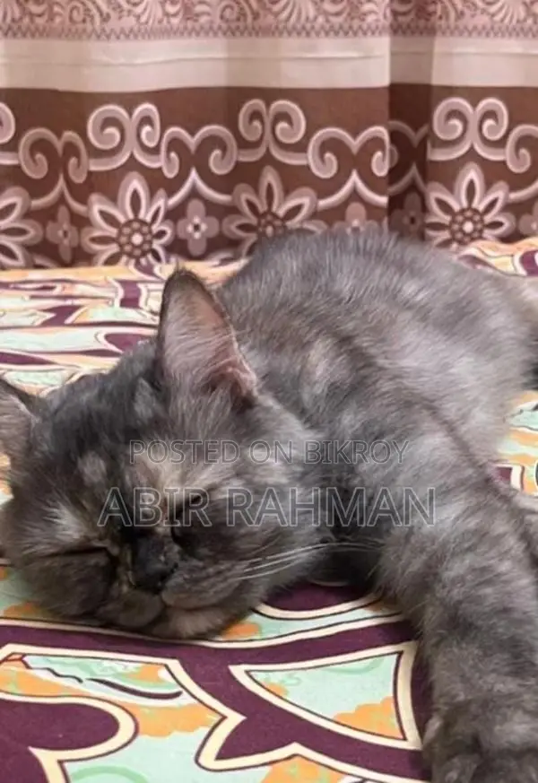 1+ year Female Purebred Persian