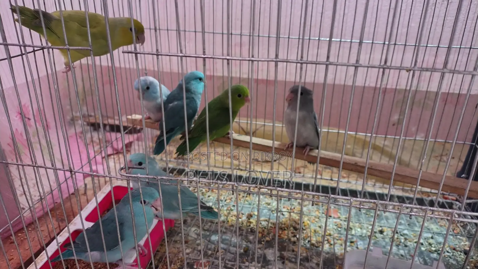 Forpus Bird