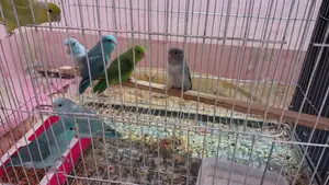 Forpus Bird