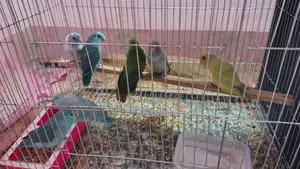 Forpus Bird
