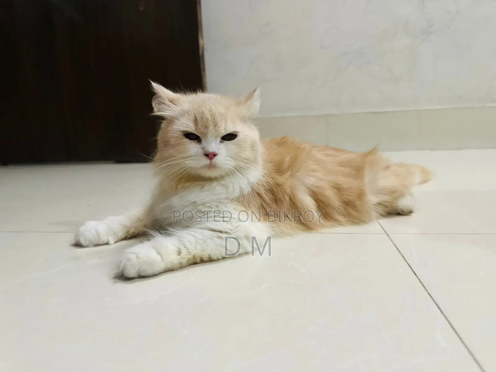 Persian Cat with 4 Kittens