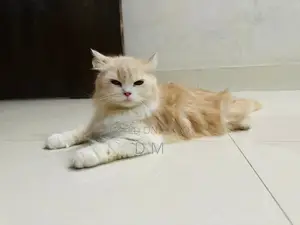 Persian Cat with 4 Kittens