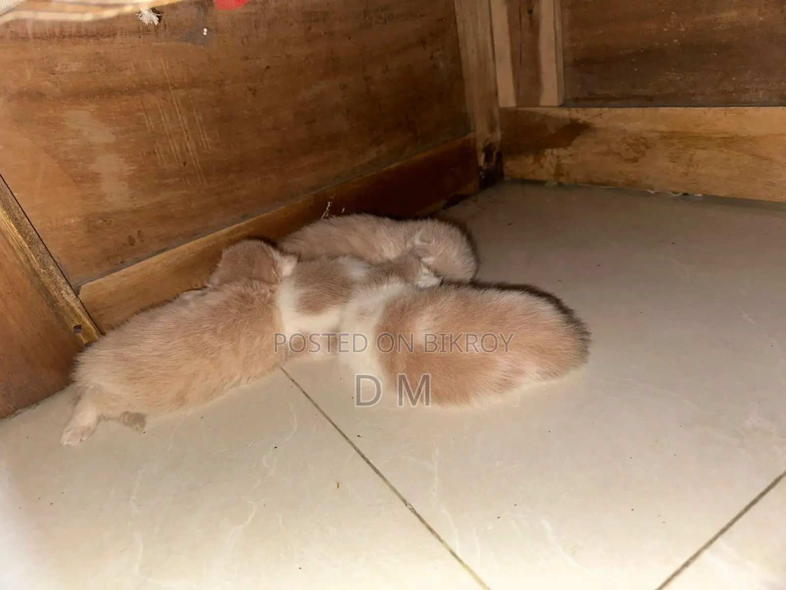 Persian Cat with 4 Kittens