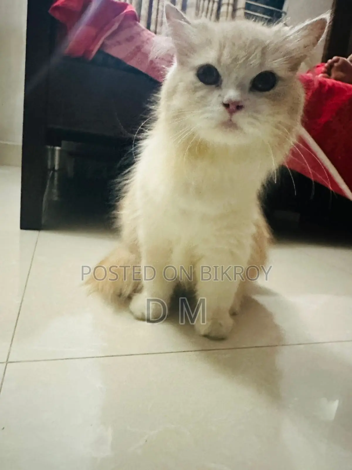 Persian Cat with 4 Kittens