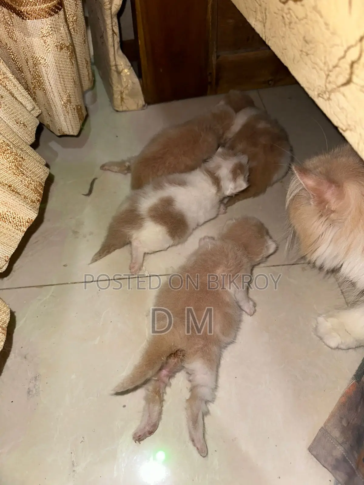 Persian Cat with 4 Kittens