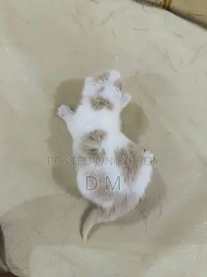 Persian Cat with 4 Kittens