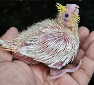 Lutino Cockatiel Tame Size Baby