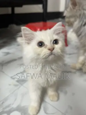 1-3 months Female Purebred Persian