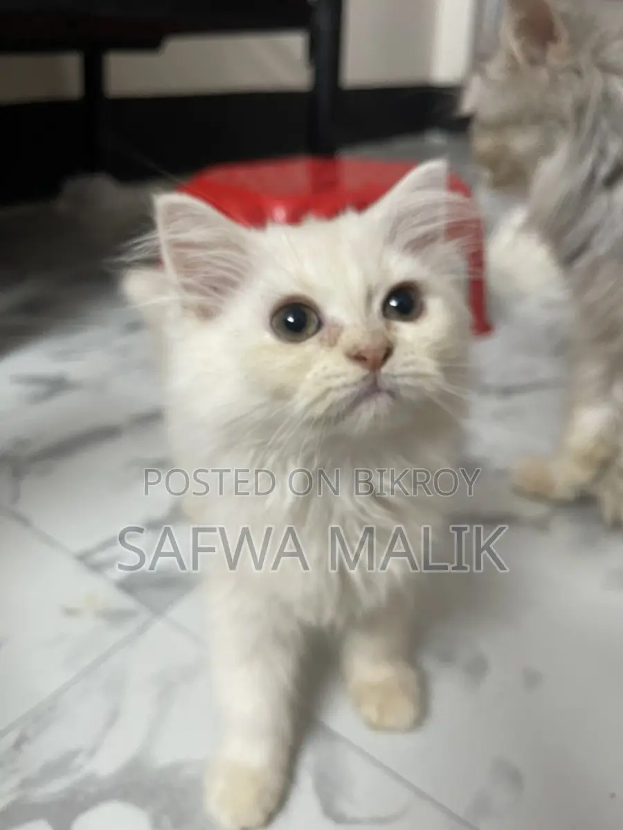 1-3 months Female Purebred Persian