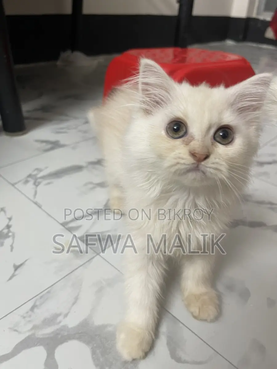 1-3 months Female Purebred Persian