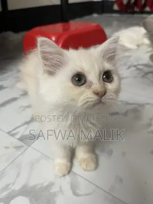1-3 months Female Purebred Persian
