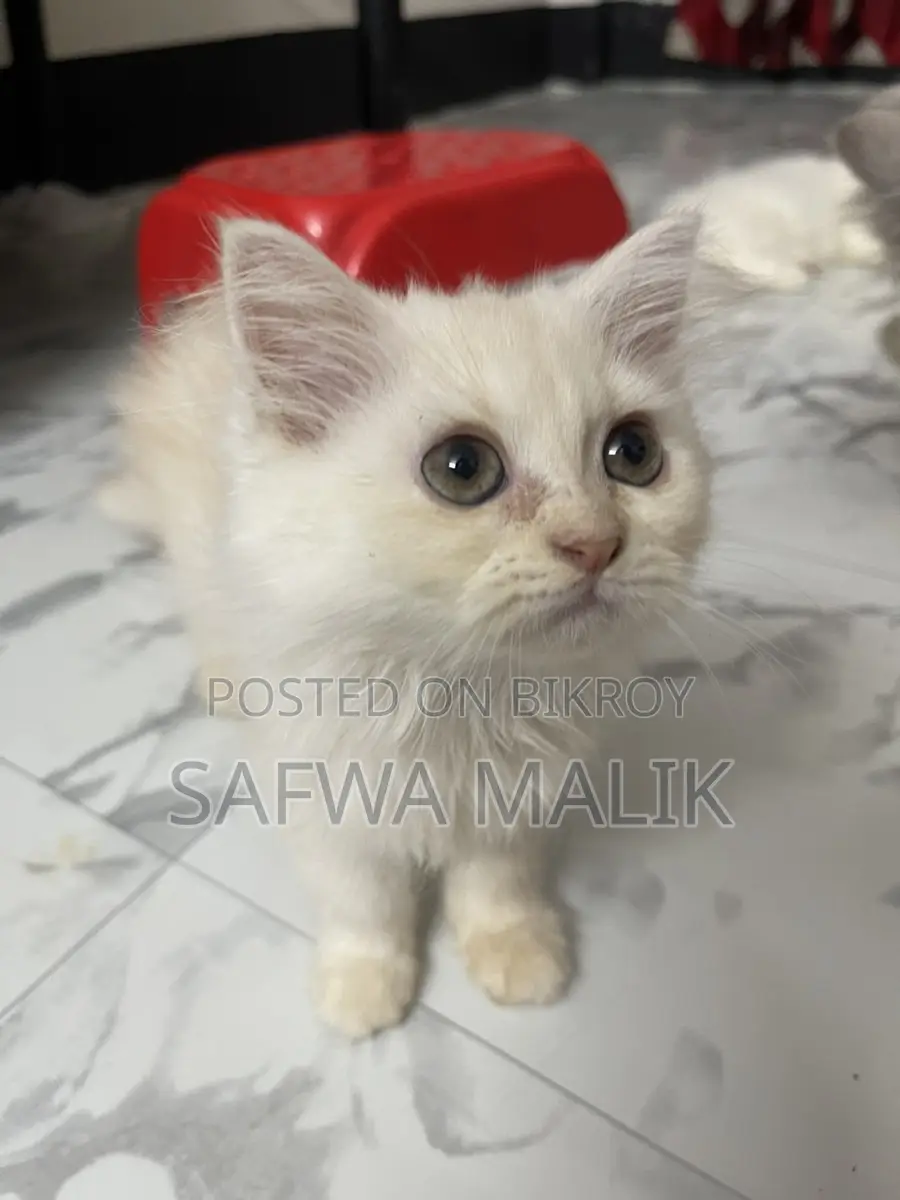 1-3 months Female Purebred Persian