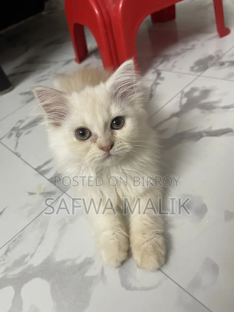 1-3 months Female Purebred Persian