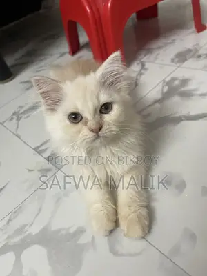1-3 months Female Purebred Persian