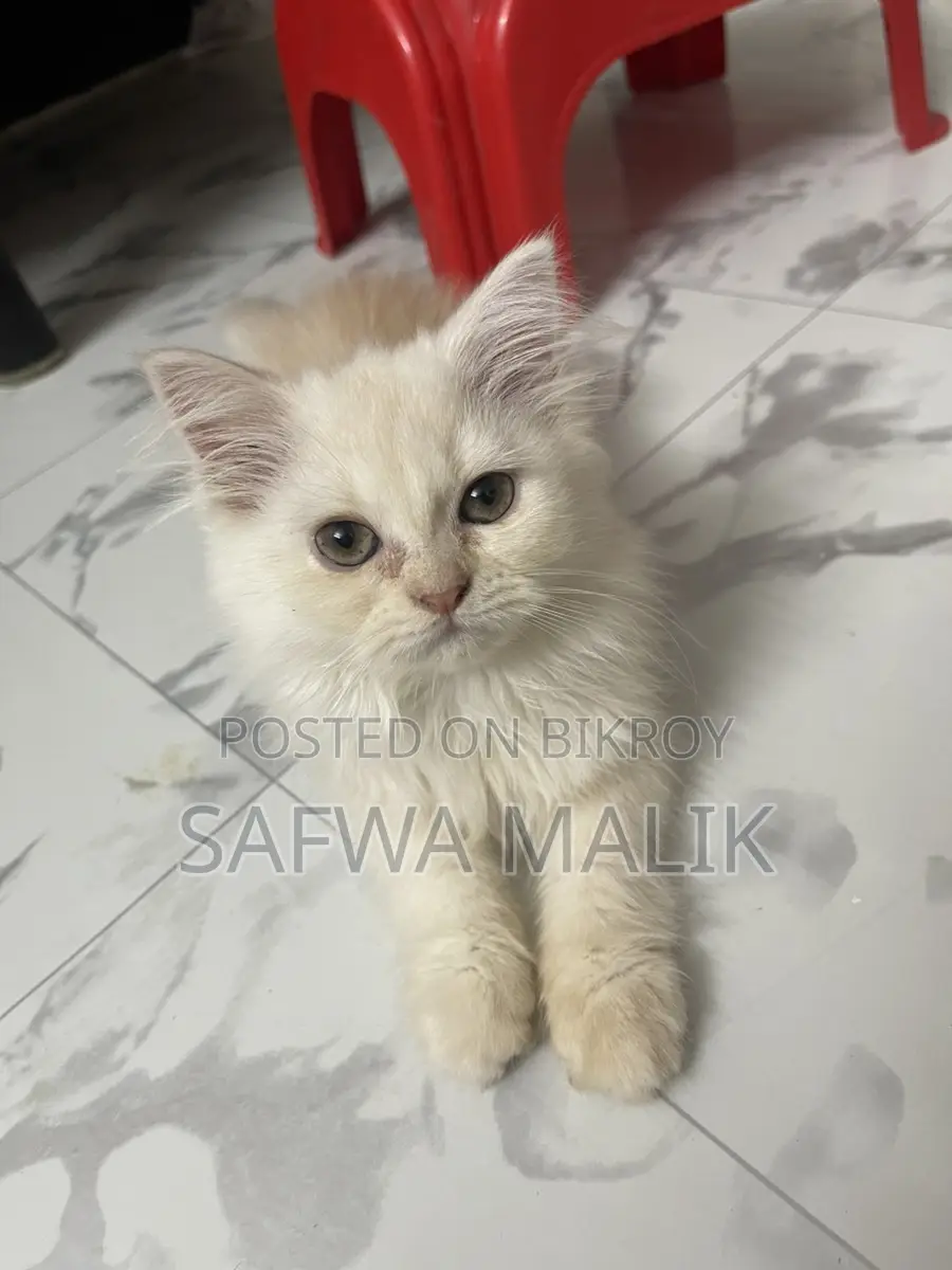 1-3 months Female Purebred Persian