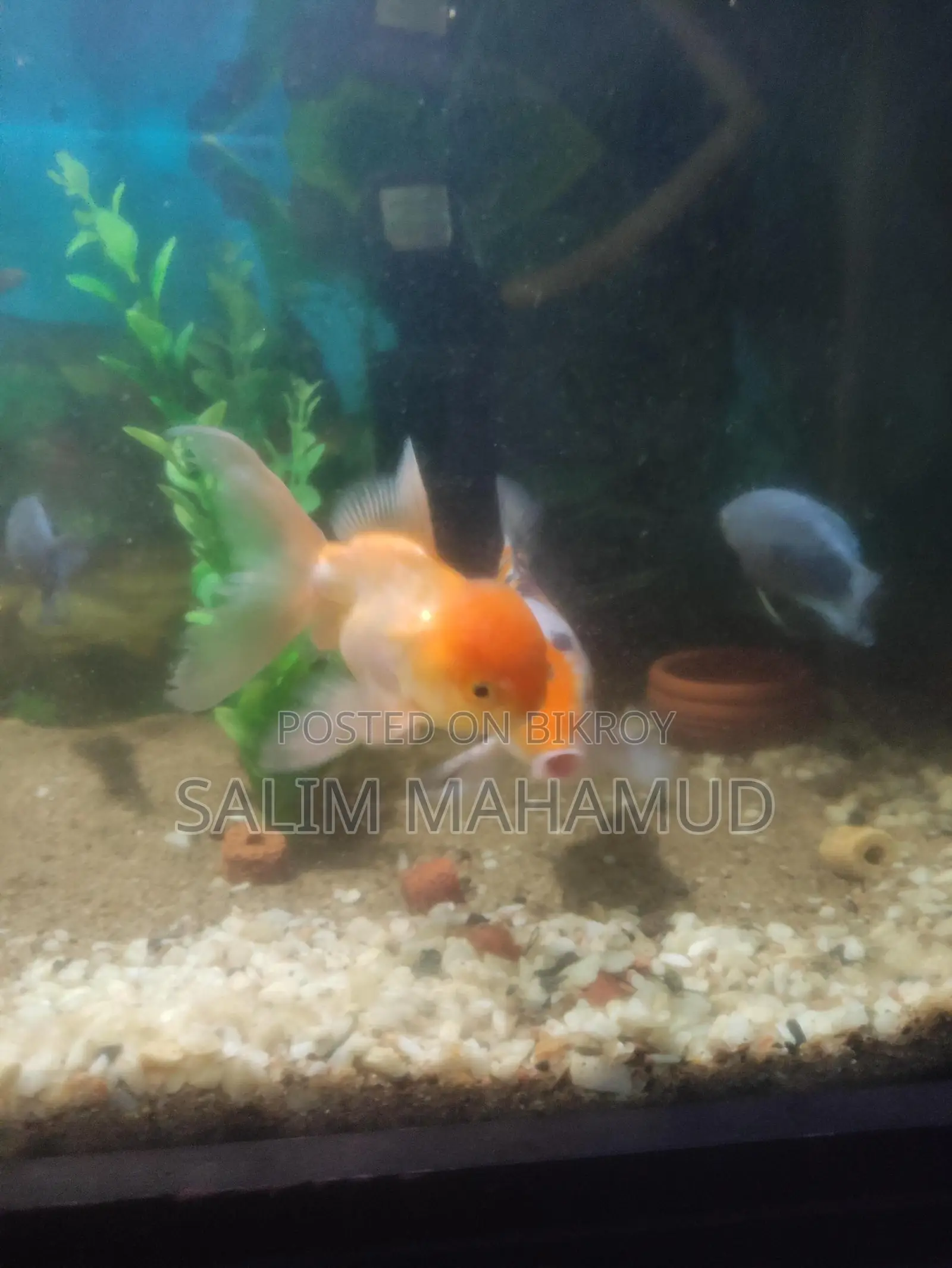 Goldfish, Koi Carp, Gourami / Can also take with aquarium