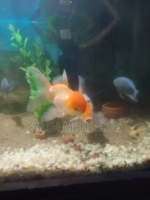 Goldfish, Koi Carp, Gourami / Can also take with aquarium