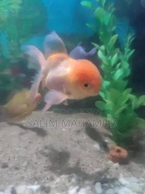 Goldfish, Koi Carp, Gourami / Can also take with aquarium