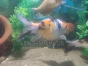 Goldfish, Koi Carp, Gourami / Can also take with aquarium