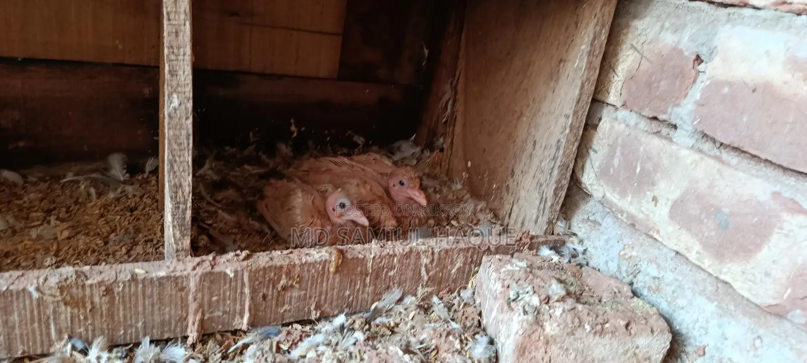 Pair of Ghi Chulli Pigeons for sale with chicks