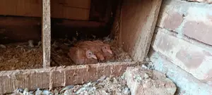 Pair of Ghi Chulli Pigeons for sale with chicks