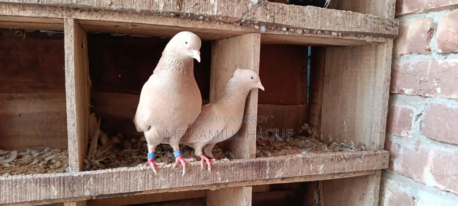 Pair of Ghi Chulli Pigeons for sale with chicks