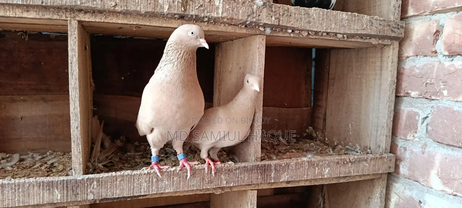 Pair of Ghi Chulli Pigeons for sale with chicks