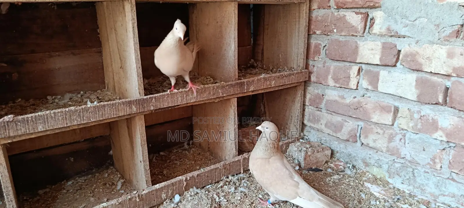 Pair of Ghi Chulli Pigeons for sale with chicks