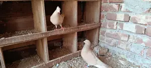 Pair of Ghi Chulli Pigeons for sale with chicks