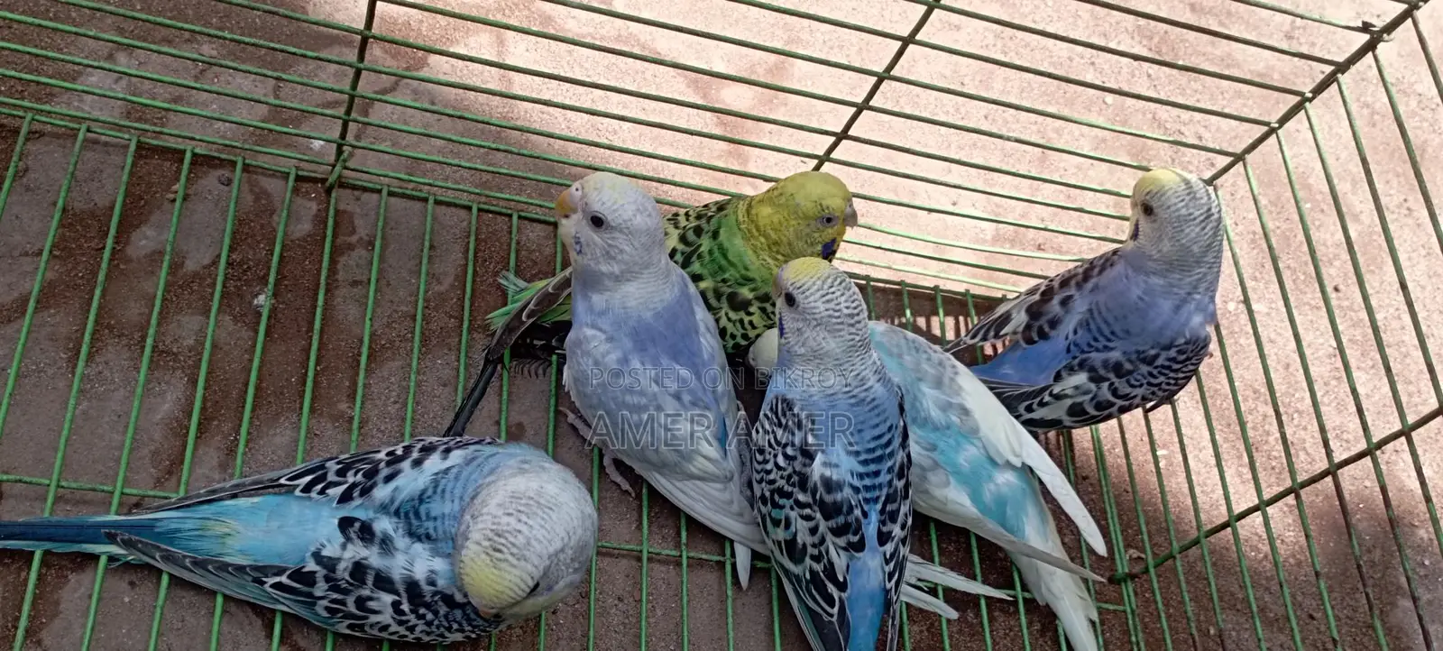 Budgerigar Birds
