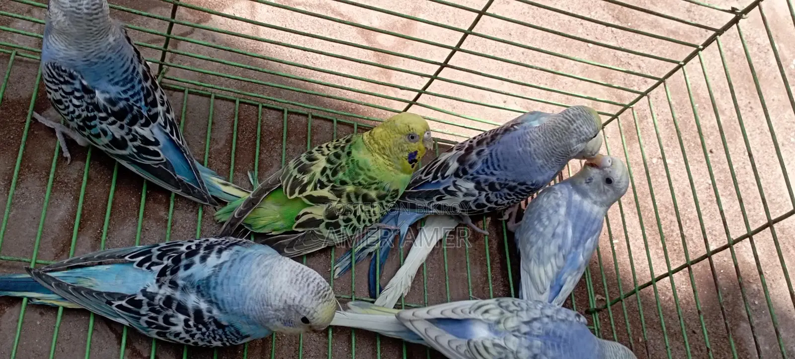 Budgerigar Birds
