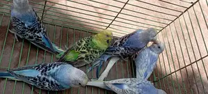 Budgerigar Birds