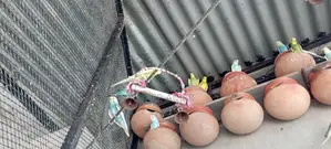 Budgerigar Birds