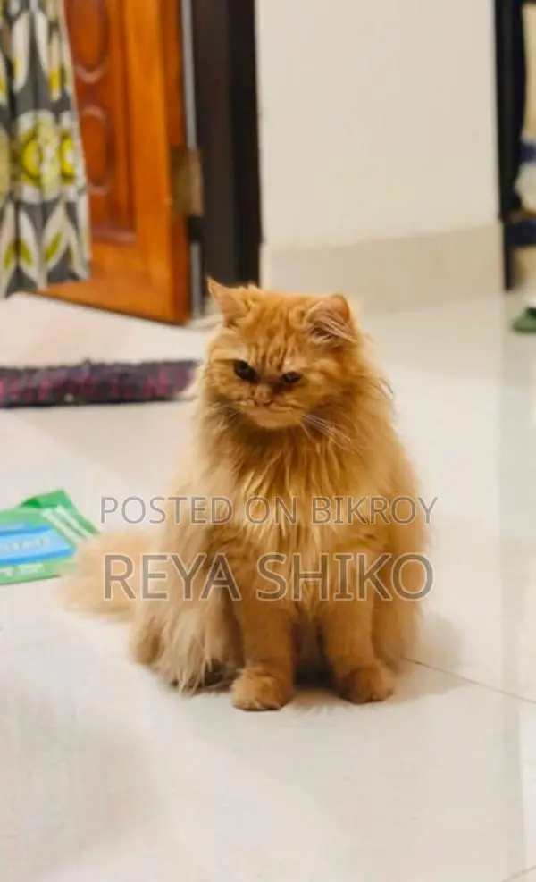 Cat for Sale