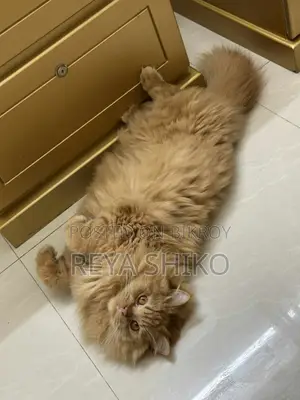 Cat for Sale