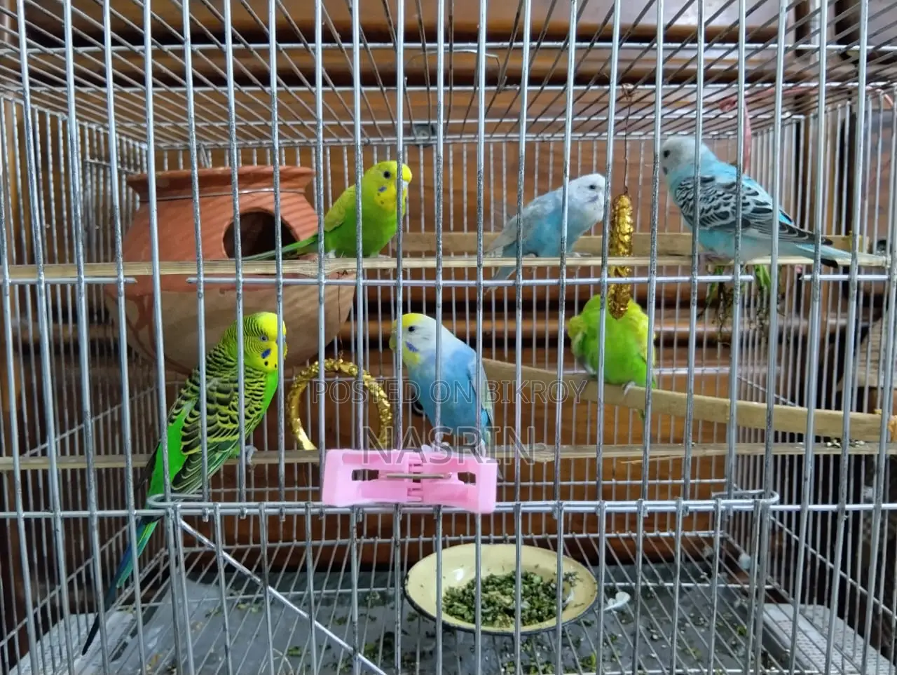 Budgerigar Birds