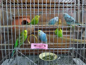 Budgerigar Birds