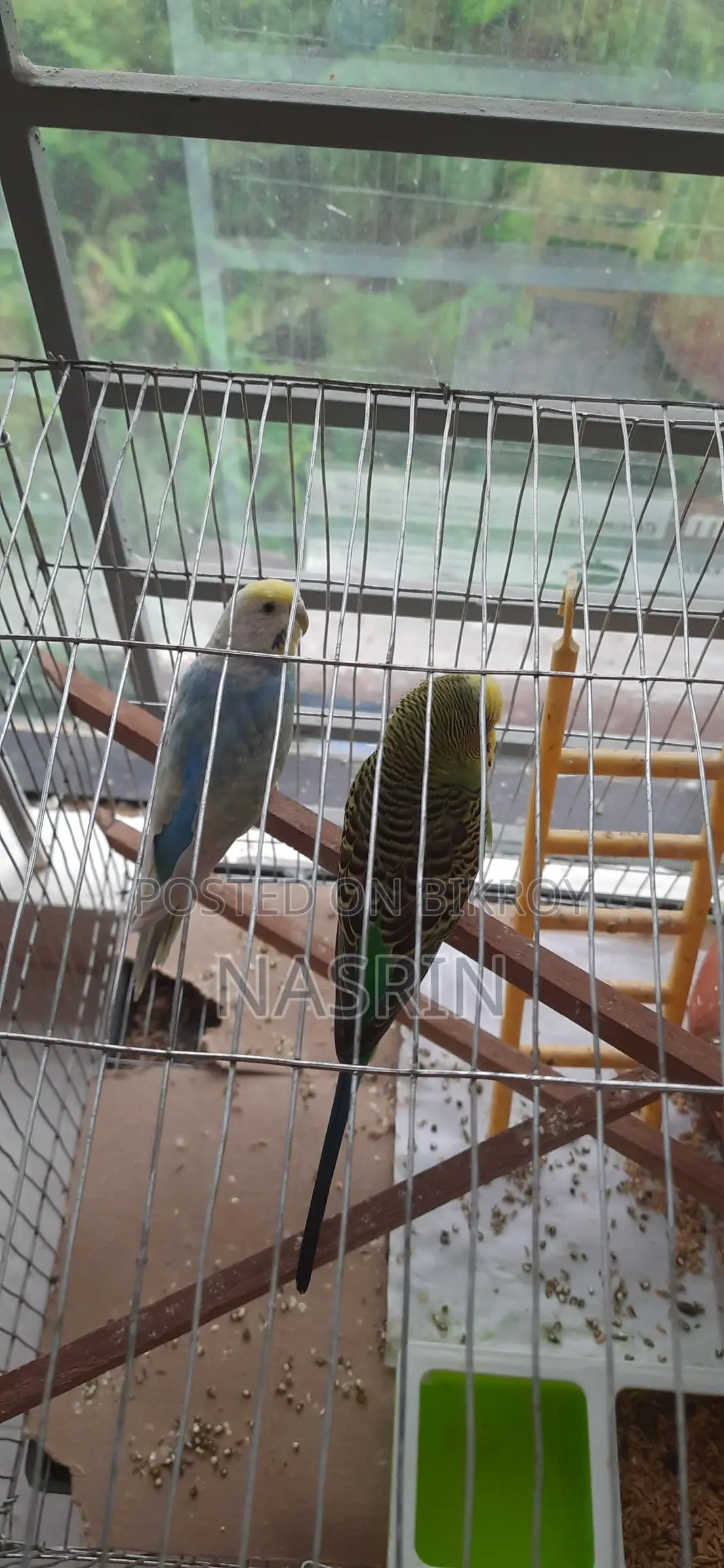 Budgerigar Birds