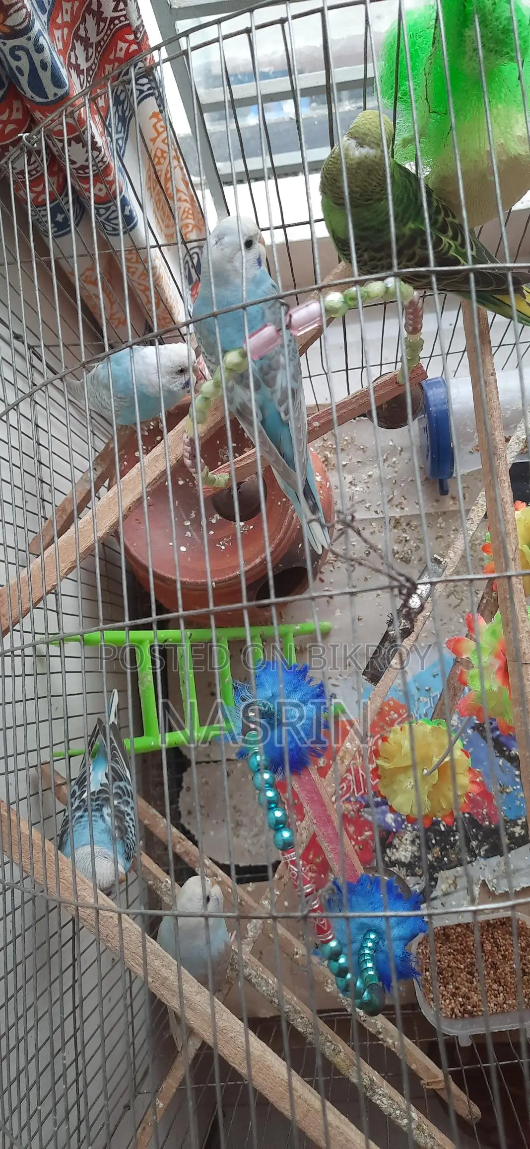 Budgerigar Birds