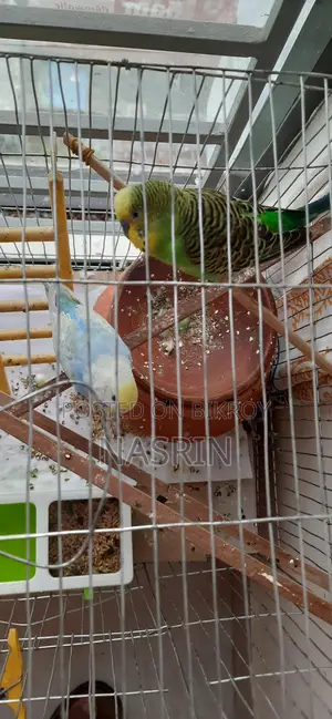 Budgerigar Birds