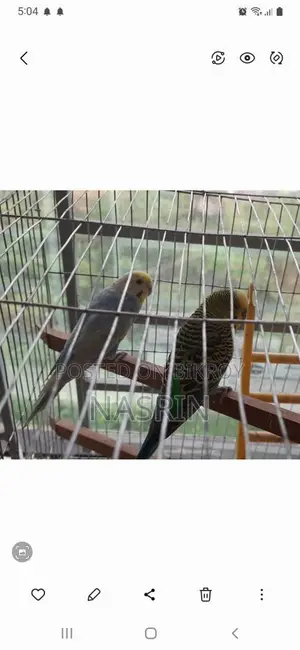 Budgerigar Birds