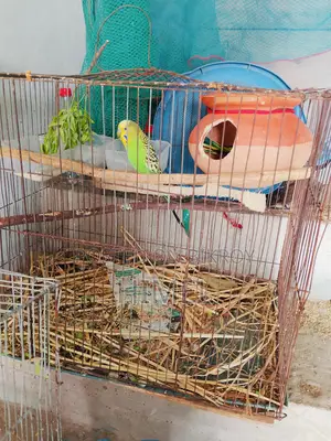 বাজরিগার রানিং অ্যাডাল্ট পেয়ার