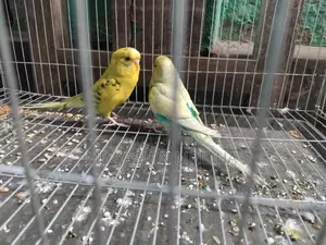 ঘুঘু বাজিগর পাখি বিক্রি হবে