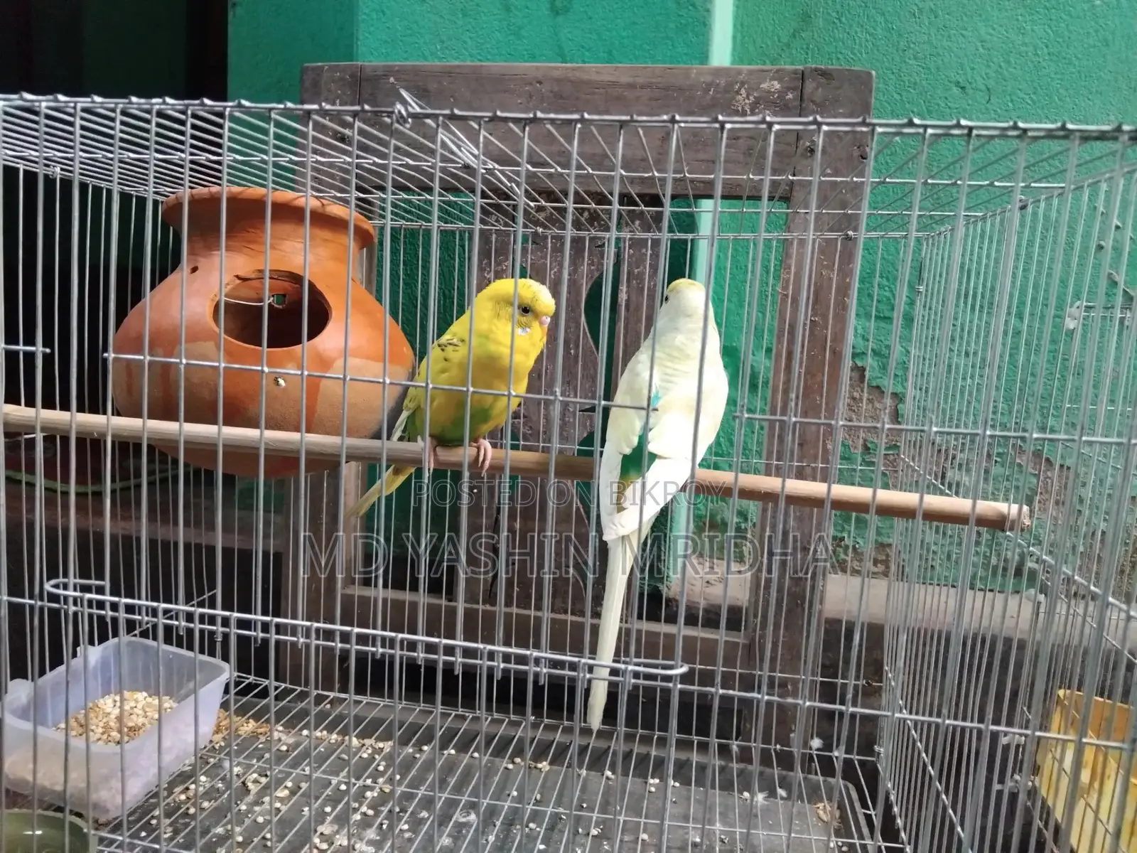 ঘুঘু বাজিগর পাখি বিক্রি হবে