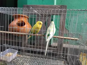 ঘুঘু বাজিগর পাখি বিক্রি হবে