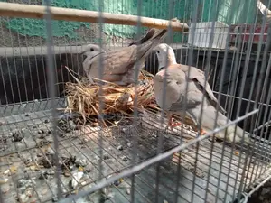 ঘুঘু বাজিগর পাখি বিক্রি হবে