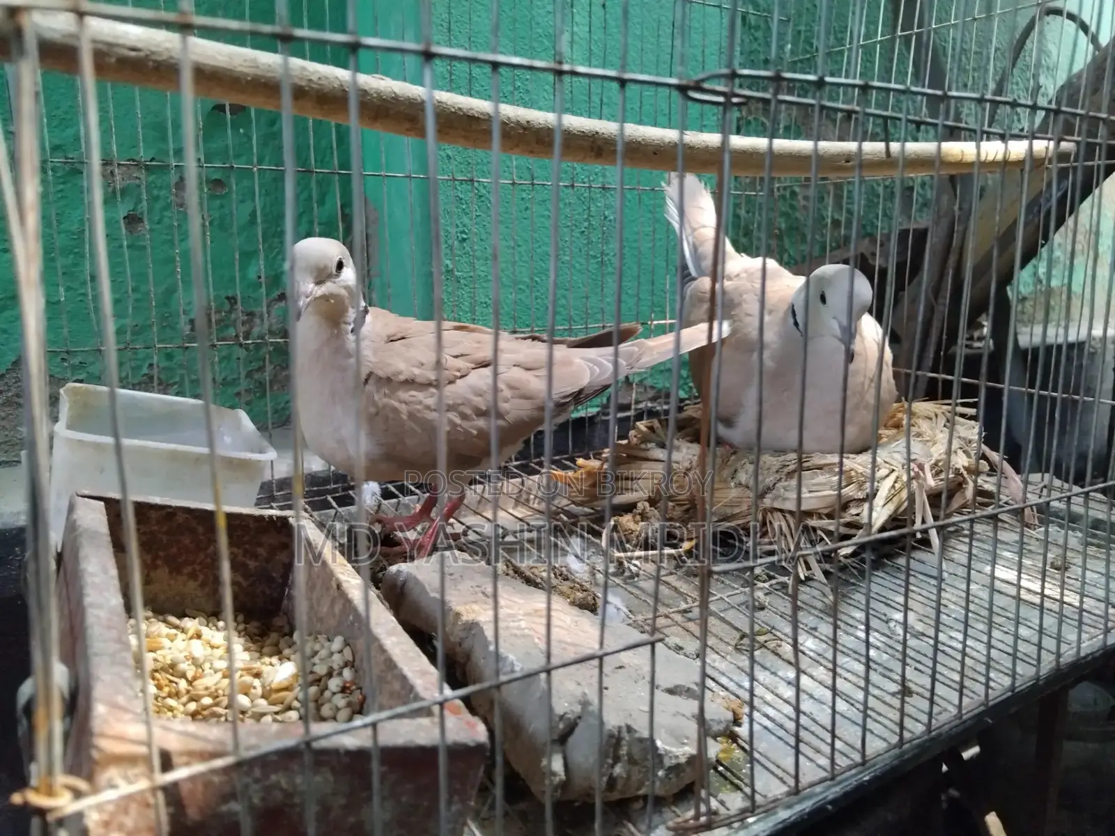 ঘুঘু বাজিগর পাখি বিক্রি হবে